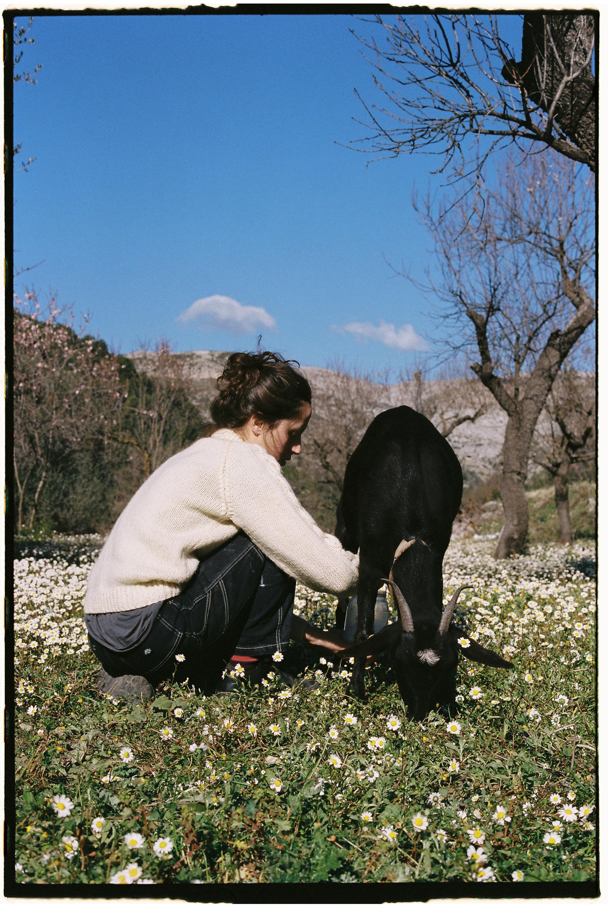 How to milk a goat (and make cheese out of it)