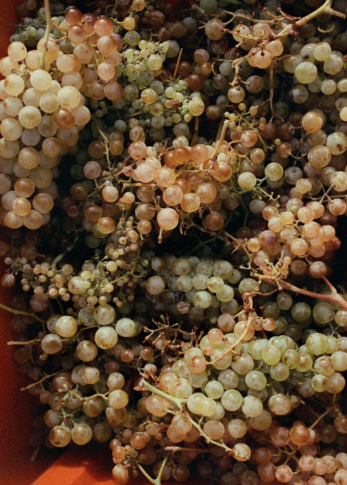 Recapte, a natural wine in a unique bottle